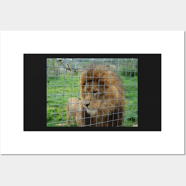 Lion staring at the food in zoo Wall Art by fantastic-designs